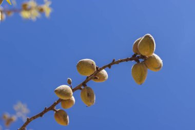 İlkbaharda filizlenen dallar yazın bir çalıda.