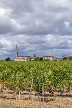 Pomerol, Aquitaine, Fransa yakınlarındaki tipik üzüm bağları