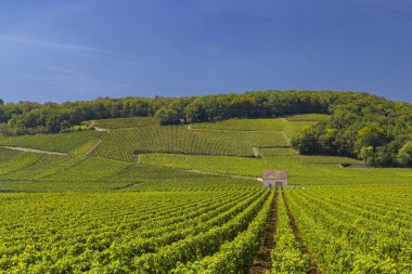 Clos de Vougeot, Cote de Nuits, Burgundy, Fransa yakınlarındaki tipik üzüm bağları
