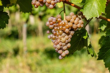 Güney Moravya, Çek Cumhuriyeti, Cejkovice yakınlarında Hibernal ile üzüm bağı