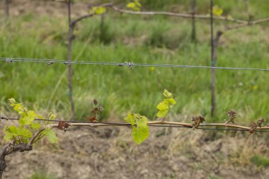 Bahar bağları ağır don (kahverengi parçalar ölmüş), çok az hasat olacağı üzüm bağları, Güney Moravya, Çek Cumhuriyeti