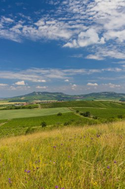 Palava altındaki üzüm bağları, Güney Moravya, Çek Cumhuriyeti