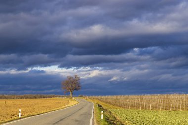 Yol bir tarla ve üzüm bağıyla çevrili.