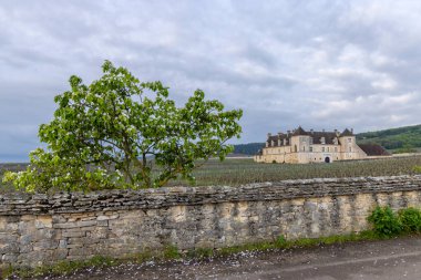 Typical vineyards near Clos de Vougeot, Cote de Nuits, Burgundy, France clipart