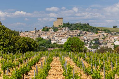 Chateauneuf-du-Pape yakınlarında taşları olan tipik üzüm bağları, Cotes du Rhone, Fransa