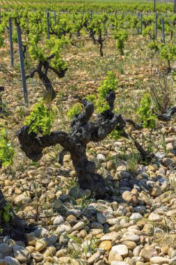 Typical vineyard with stones near Chateauneuf-du-Pape, Cotes du Rhone, France clipart