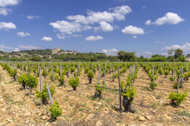 Chateauneuf-du-Pape yakınlarında taşları olan tipik üzüm bağları, Cotes du Rhone, Fransa