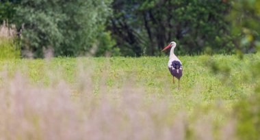 Beyaz leylek (ciconia ciconia), Karpat dağları, Doğu Slovakya