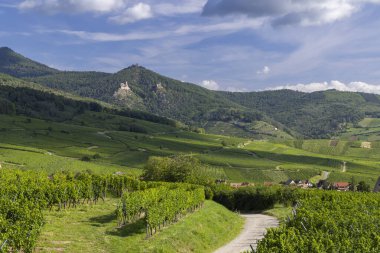 Ribeauville yakınlarındaki Hunawihr yakınlarındaki tipik üzüm bağları Riquewihr, Haut-Rhin, Grand Est bölgesi, Alsace, Fransa