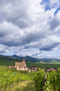 Ribeauville yakınlarındaki Hunawihr yakınlarındaki tipik üzüm bağları Riquewihr, Haut-Rhin, Grand Est bölgesi, Alsace, Fransa