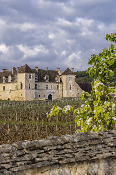 Типичные виноградники недалеко от Клос-де-Вожо, Кот-де-Нуит, Бургундия, Франция