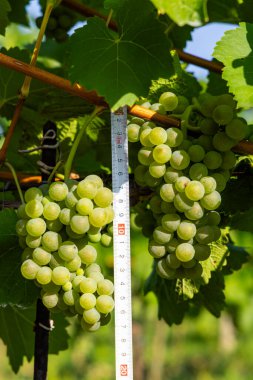 Cetvelli şarap üzümleri, Hibernal, Güney Moravya, Çek Cumhuriyeti