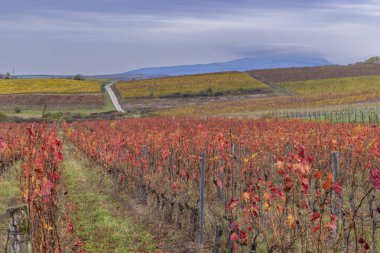 Eğer yakınlarındaki sonbahar üzüm bağı, Matra a Bukk dağları, Heves, Macaristan
