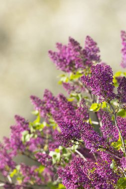 lilac in Slovakia in Polana National Park clipart