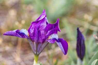 Znojmo, Güney Moravya, Çek Cumhuriyeti yakınlarındaki Pusty kopec u Koniç 'te cüce iris