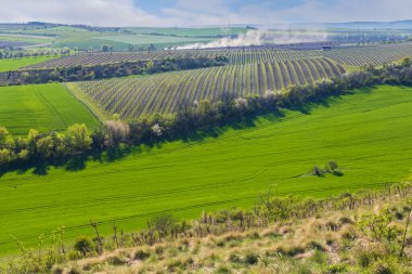 Spring vineyard near Lampelberk, Znojmo region, Southern Moravia, Czech Republic clipart