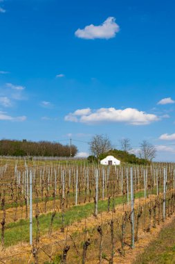 Şarap mahzeni, Palava bölgesi, Güney Moravya, Çek Cumhuriyeti