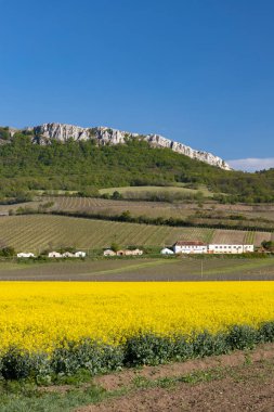 Yağ tohumu tecavüzü, Palava, Güney Moravya, Çek Cumhuriyeti