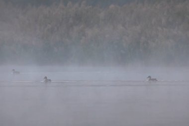 Morning fog in nature reserve Rezabinec in Southern Bohemia, Czech Republic clipart