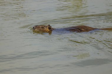 Hindistan cevizi suyun içinde yüzüyor, Toskana, İtalya