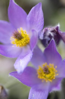 Pasque flower, National park Podyji, Southern Moravia, Czech Republic clipart