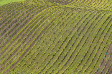 Spring vineyard near Cejkovice, Southern Moravia, Czech Republic clipart