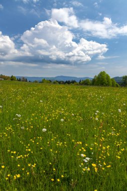 Modrava yakınlarındaki tipik manzara, Ulus Parkı Sumava, Çek Cumhuriyeti