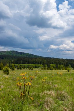 Stozec yakınlarındaki tipik bahar manzarası, Ulus Parkı Sumava, Çek Cumhuriyeti