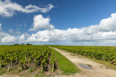 Typical vineyards near Saint-Estephe, Bordeaux, Aquitaine, France clipart