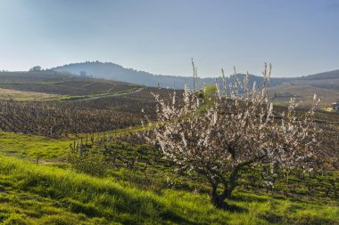 Spring vineyards near Chenas in Beaujolais, Burgundy, France
