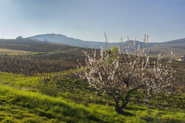 Spring vineyards near Chenas in Beaujolais, Burgundy, France clipart