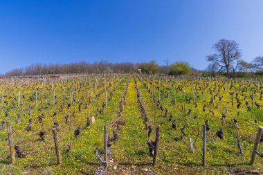 Early spring vineyards near Aloxe-Corton, Burgundy, France