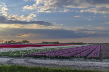 Field of tulips near Alkmaar, The Netherlands