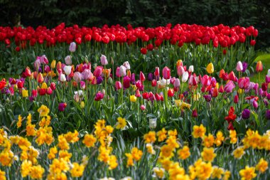 Keukenhof flower garden - largest tulip park in world, Lisse, Netherlands