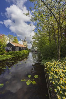 Narcissus Jonquilla, Rush Narcis veya Jonquil, Keukenhof çiçek bahçesi, Lisse, Hollanda