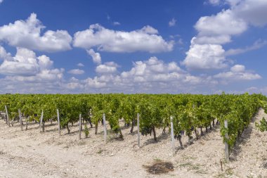 Typical vineyards near Chateau Latour, Bordeaux, Aquitaine, France clipart