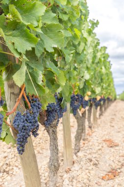 Pomerol, Aquitaine, Fransa yakınlarındaki tipik üzüm bağları