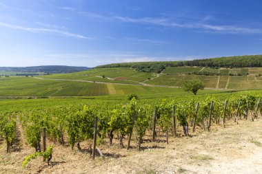 Aloxe-Corton yakınlarındaki tipik üzüm bağları, Cote de Nuits, Burgundy, Fransa