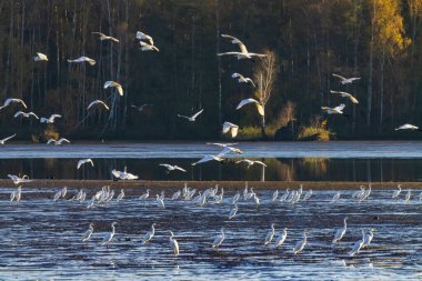 Beyaz balıkçıl (Ardea alba, Egretta alba), Trebonsko bölgesinde sonbahar manzarası, Güney Bohemya, Çek Cumhuriyeti