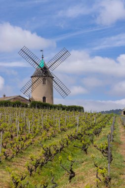 Windmill (Moulin a vent de Romaneche-Thorins), Chenas, Beaujolais, Saone-et-Loire, Bourgogne-Franche-Comte, Fransa