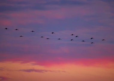 Kuş sürüsü, Common Crane, Hortobagy Ulusal Parkı, UNESCO Dünya Mirası Alanı, Puszta Avrupa, Macaristan 'daki en büyük çayır ve bozkır ekosistemlerinden biridir.