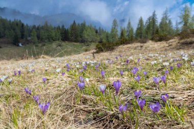 Sella di Rioda, Alpler, İtalya 'da ilkbahar erken çiçek açan bir çayır.