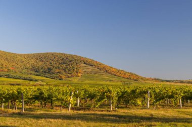 Sonbahar üzüm bağı, Tokaj bölgesi, Büyük Düzlük ve Kuzey, Macaristan