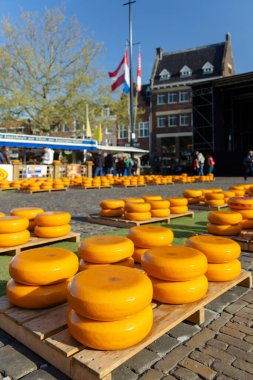 Hollanda 'da peş peşe bir dizi peynir