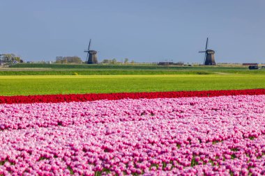 Field of tulips with Ondermolen windmill near Alkmaar, The Netherlands