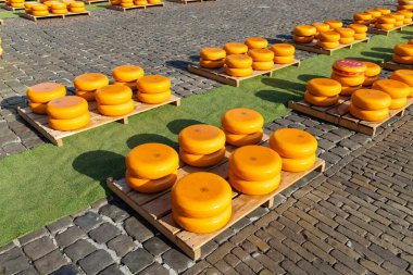 Hollanda 'da peş peşe bir dizi peynir