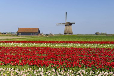 Hollanda, Alkmaar yakınlarında Ondermolen yel değirmeni olan lale tarlası.