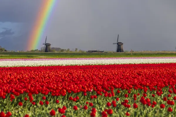 Hollanda, Alkmaar yakınlarında Ondermolen yel değirmeni olan lale tarlası.