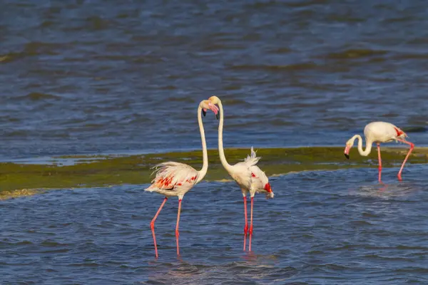 Flamingo in Parc Naturel bölgesel de Camargue, Provence, Fransa