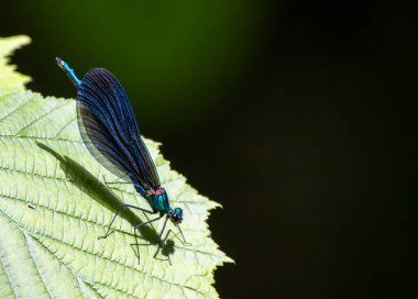 Common damselfly (Calopteryx virgo), National Park Slovak Paradise, Slovakia clipart